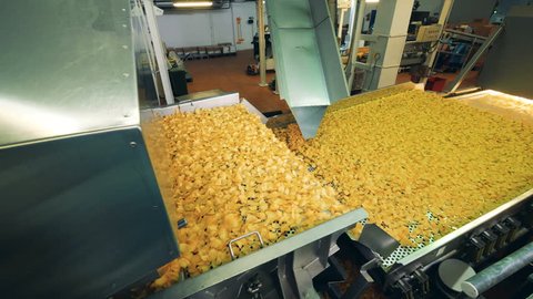 Modern factory conveyor moves fried potato chips in a food facility.
