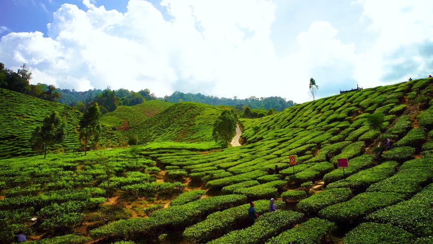 Scenery Of 'Cameron Highland,Malaysia' Tea Plantation With Bautiful White Cloud.4k.Visible Noise Due To High ISO.