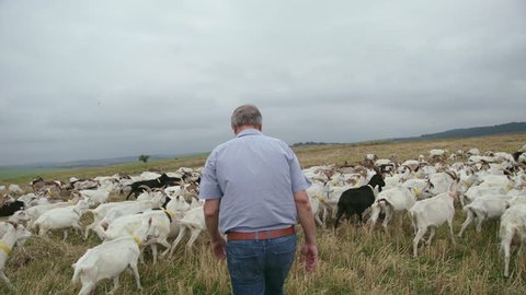 Herdsman Watching By The Herd. Thunderclouds.