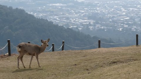 nara japan deer wakakusa mountain