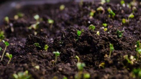 A seedling growing from the dirt time lapse video. Microgreens healthy food with vitamins. Adlı Stok Video