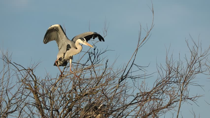 Grey heron, aquatic birds on nest tree, animal behavior in the nature tree habitat, western Europe, wildlife scene,nesting birds sitting on tree with sky in background,big bird with big beaks