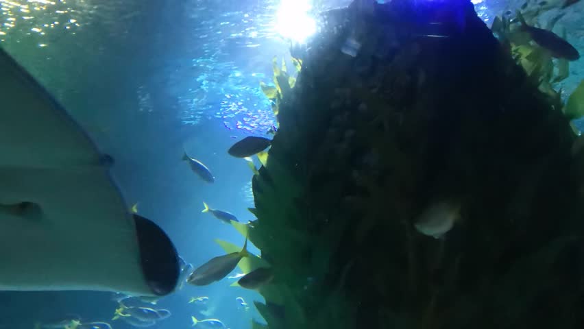 record life in water like sea life through an aquarium, beautiful and calm condition.