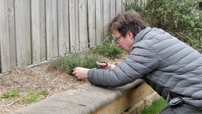 Man snipping thyme plant with scissors in home herb garden. - Powered by Shutterstock - Get 15% off with code: PIKWIZARD15