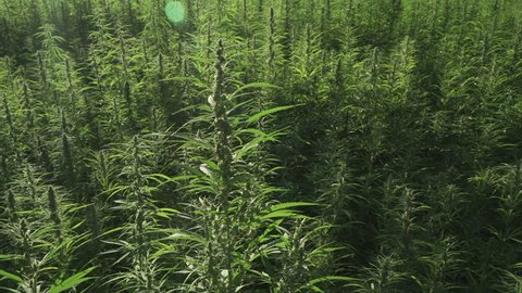 closeup cannabis field hemp in the sun 