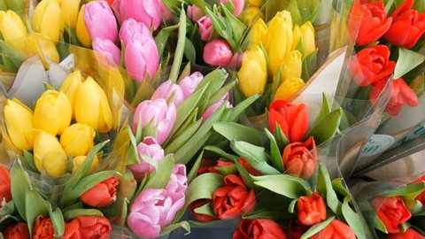 many bunches of red, pink, yellow tulips in flowers shop. Lot of multicolored tulips bouquets. Flower market or store