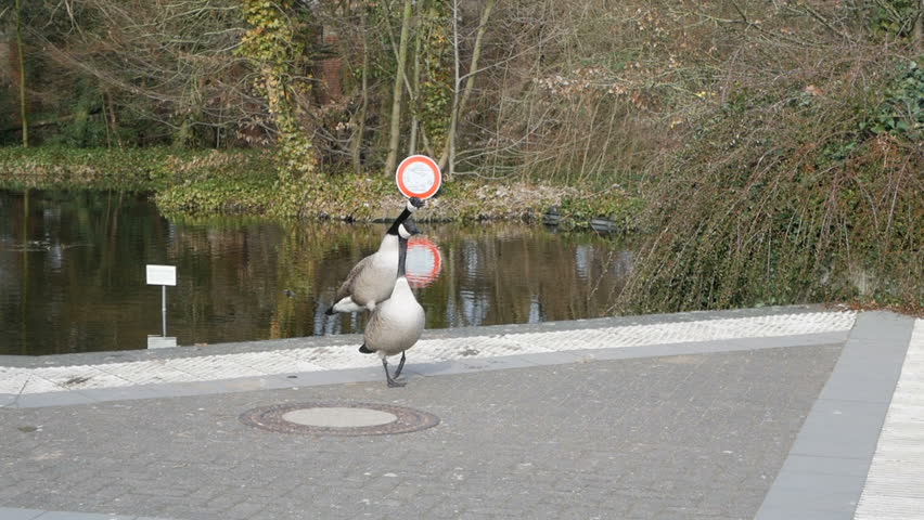 Two Ducks pair is walkiing in the park, oudoors, closeup