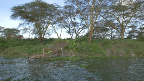 Kenya - May 2016: Lake shore with trees and grass