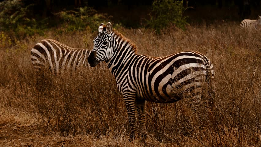 Grevy
