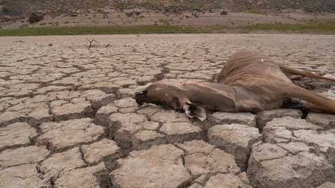 Climate change.Close-up panning view of a dead antelope that died of thirst, lying on the cracked mud floor of a dam that has dried up due to a drought from climate change and global warming