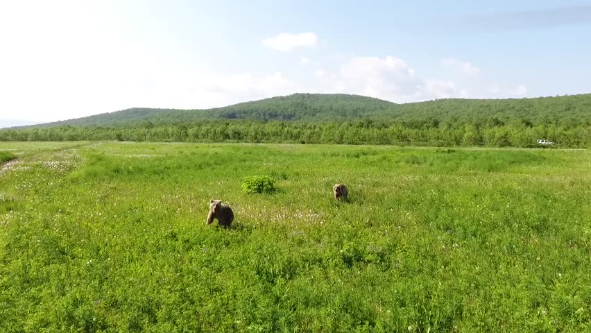 Bears fighting in Natural Park Kamchatka Royalty-Free Stock Footage #1025198975