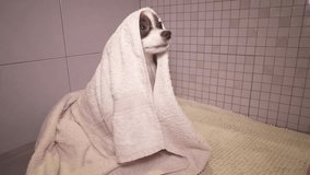 Papillon dog in a towel after bathing in the bathroom stock footage video