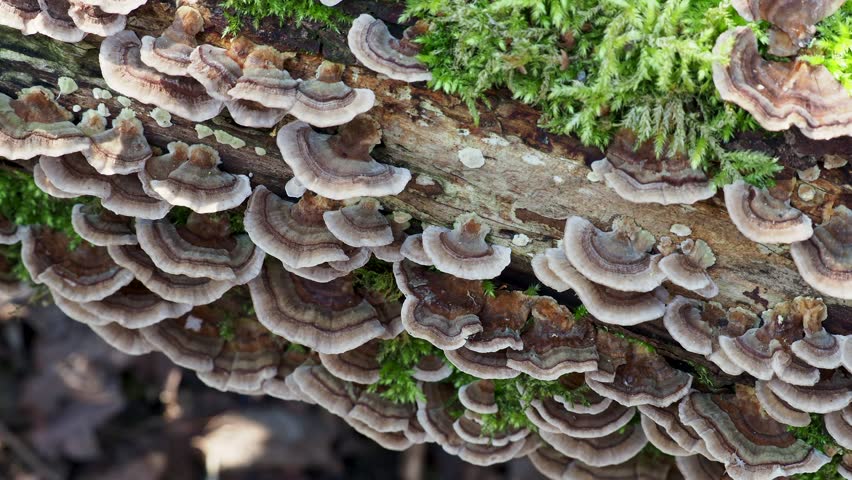 Turkey Tail Fungi On a 스톡 동영상 비디오(100% 로열티 프리) 1025200265 | Shutterstock