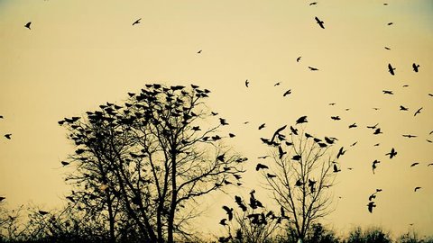 a flock of crows takes off from a tree, slow-motion on a yellow background