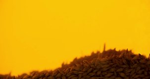 Wheat grain Waving Slowly in Beer on yellow background Slow motion 4K video