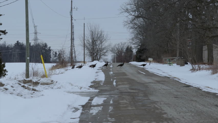 Wild group of turkeys crossing the road and taking flight. Large birds walking across the street into the forest. Wild turkey. 