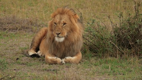 A Large Male Lion Roaring の動画素材 ロイヤリティフリー Shutterstock A Large Male Lion Roaring の動画素材 ロイヤリティフリー Shutterstock