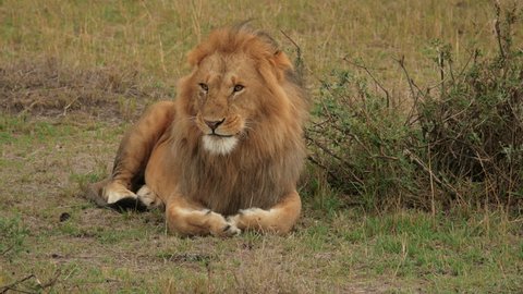 A Large Male Lion Roaring の動画素材 ロイヤリティフリー Shutterstock