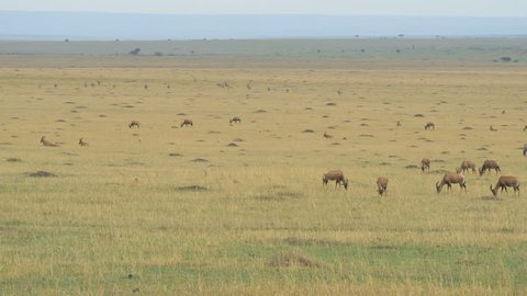 Masai Mara, Kenya - May 2016: Pan right view of Topi antelopes and zebras, Africa.