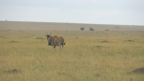 Masai Mara, Kenya - May 2016: Common eland grazing and walking in Masai Mara.
