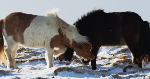 Iceland Horses Playing