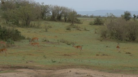 Masai Mara, Kenya - May 2016: Impalas walking and grazing in the savannah.