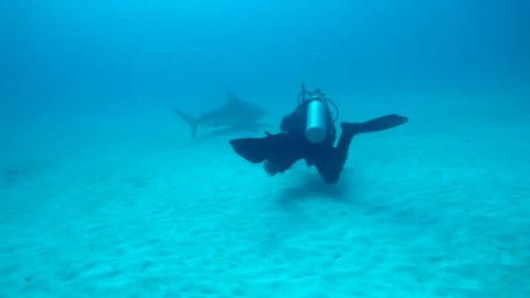 Bull shark swimming with remoras in the waters off Playa del Carmen.
