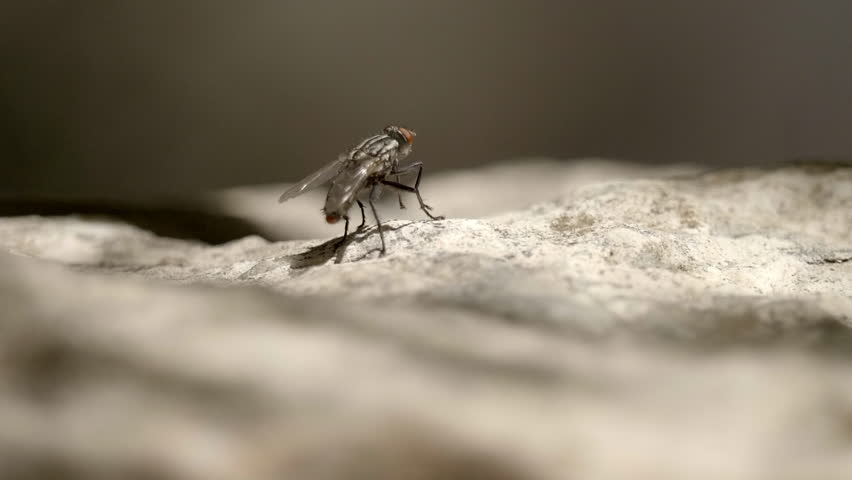 Common fly on rock