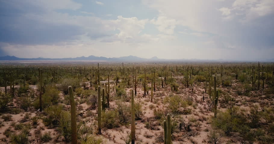 Drone flying low over beautiful cactus desert valley, pickup car moving by along road in Arizona national park reserve.