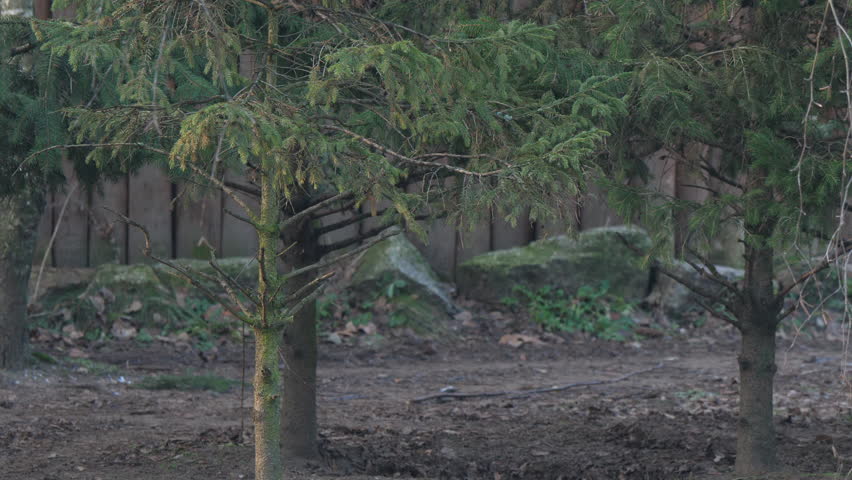Wolf running close to fence 
