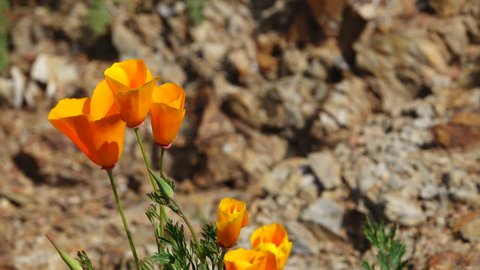 Close up of orange California Poppies in a rocky desert landscape