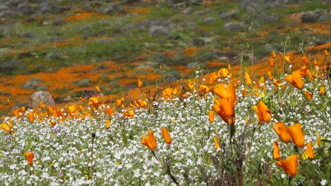 Bright orange California poppies amidst tiny white wildflowers during the desert super bloom