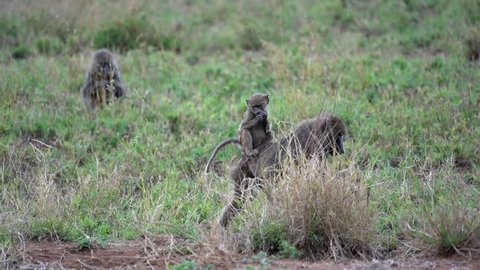 Serengeti National Park / Tanzania - October 17, 2018: A Baby baboon rides on its mom's back in Serengeti National Park. 