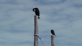 Two Neotropic Cormorant Standing on Posts at the Beach of Holbox Island Mexico