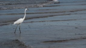 White Heron Walking Hunting at the Beach Shore at Holbox Island in Mexico Caribbean Sea