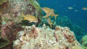 Yellow tropical fishes (Bigeye snapper - Lutjanus lutjanus) swimming on the coral reef. Scuba diving on the reef with swimming fish. Colorful seascape, marine wildlife footage. Fish and corals.