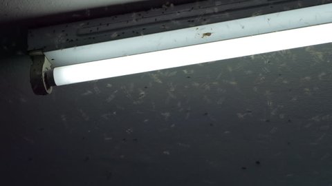 Crowd of brown planthopper flying around neon light at night in  harvest season.
