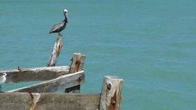 Beautiful Brown Pelican and Seagull Standing On Wooden Peer at Holbox Island in Mexico Caribbean Sea