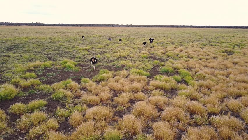 Aerial, Flying behind a flock of ostriches in a colorful grass plain, Botswana