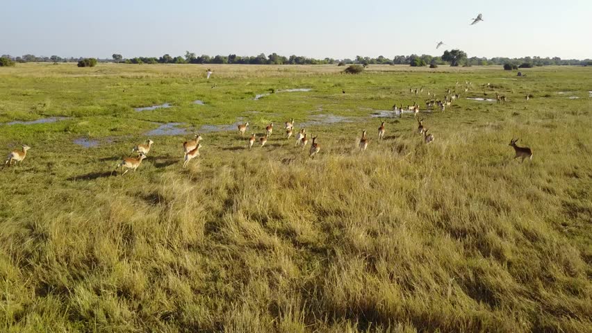 Red lechwe running through the Okavango Delta floodplain, Aerial Tracking Shot Royalty-Free Stock Footage #1025269046