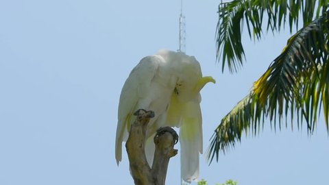 The Eleonora cockatoo, Cacatua galerita eleonora, also known as medium sulphur-crested cockatoo