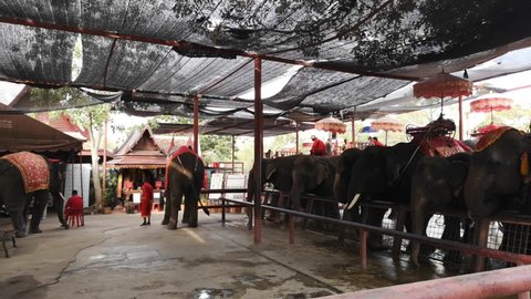 Ayutthaya Thailand on December 01, 2019: elephants were in the village area