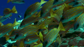 A school of Bluestripped snapper (Lutjanus kasmira) are swimming in a coral Reef,, Maldives, Indian ocean, slow motion