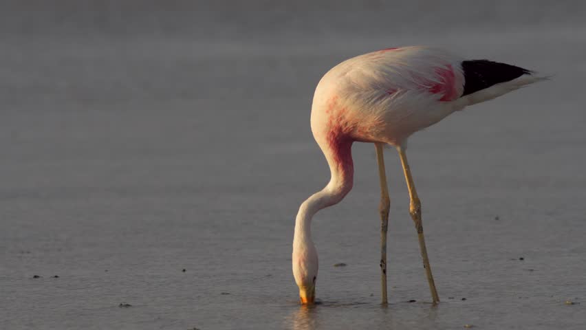 Andean flamingo (Phoenicoparrus andinus)
