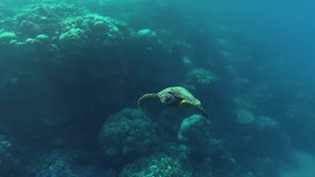 Turtle Bissa or (Eretmochelys imbricata)  swimming on a coral reef looking for food in Sea. 4K HD video.