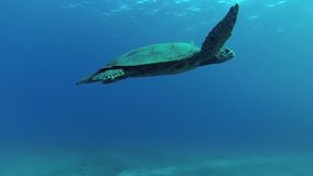 Sea turtle Bissa or (Eretmochelys imbricata) is swiming in blue water in sea. 4K HD video.