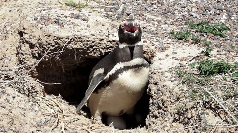 Magellanic penguin inside the nest at Punta Tombo natural reserve, Chubut province, Argentina, Full HD shot