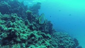 Platax orbicularis or (Orbicular batfish) is swimming underwater in sea. 4K HD video.
