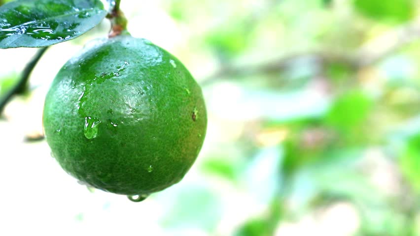 Green fresh Lemon closeup on Tree in graden. video footage.