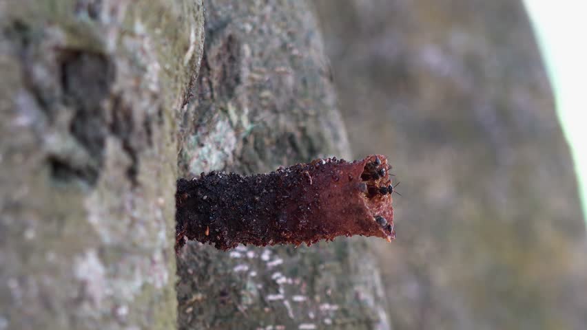 Stingless bees, (also known as meliponines, Class: Insecta, Order: Hymenoptera, Family: Apidae, Subfamily: Apinae, Tribe: Meliponini) build and repair the entrance to their hive.